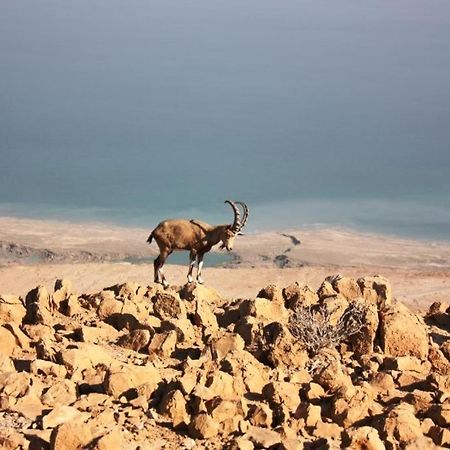 Ein Gedi Rooms Neve Zohar Exteriér fotografie