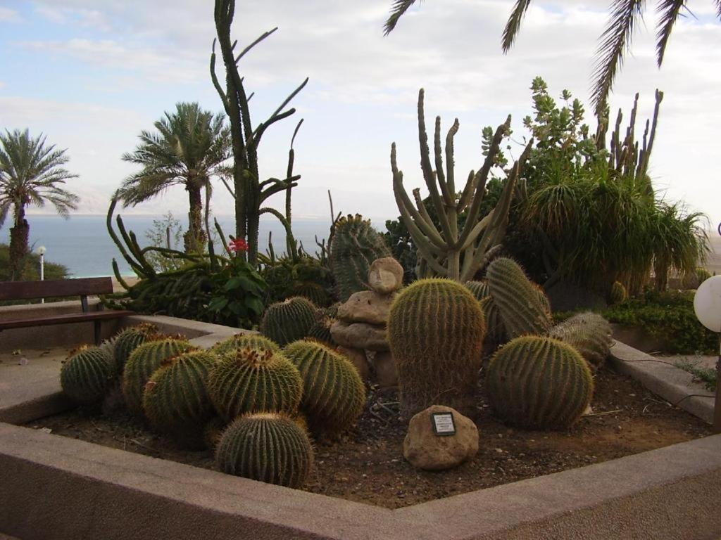 Ein Gedi Rooms Neve Zohar Exteriér fotografie